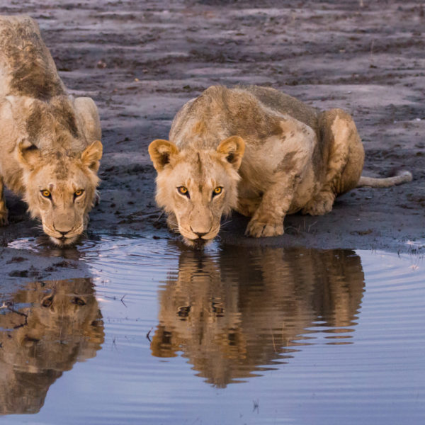Lion Botswana Luxury Safari