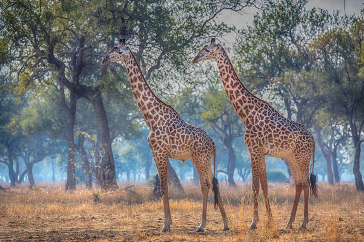 Giraffes, South Luangwa, Zambia