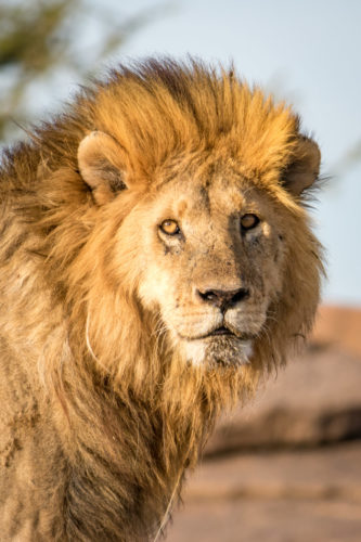 Lion, wildlife safaris, big five safaris, Tanzania safaris