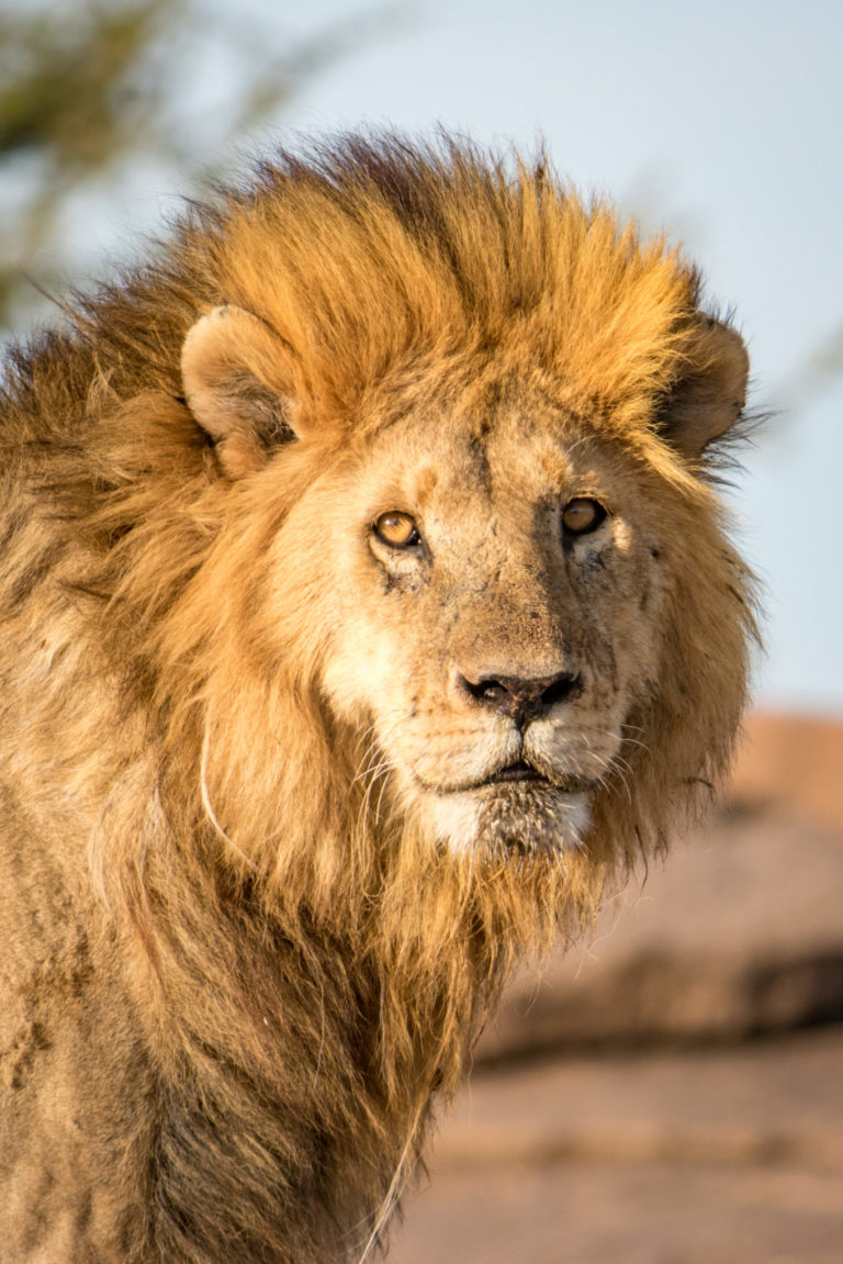 Lion, wildlife safaris, big five safaris, Tanzania safaris