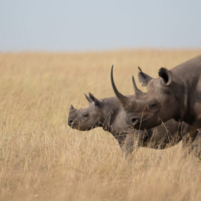 Tanzania Safari rhino wildlife safari, tanzania holiday itineraries