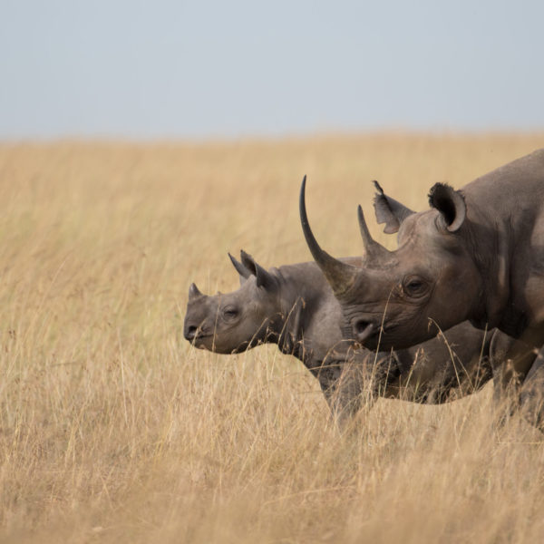 Tanzania Safari rhino wildlife safari, tanzania holiday itineraries