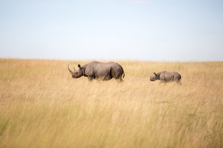 rhino in Tanzania
