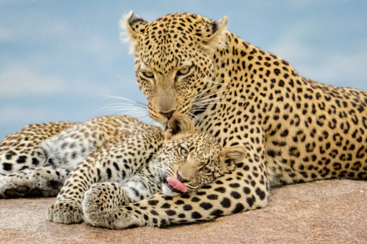 Africa travel specialists, Tanzania safari leopard wildlife safaris