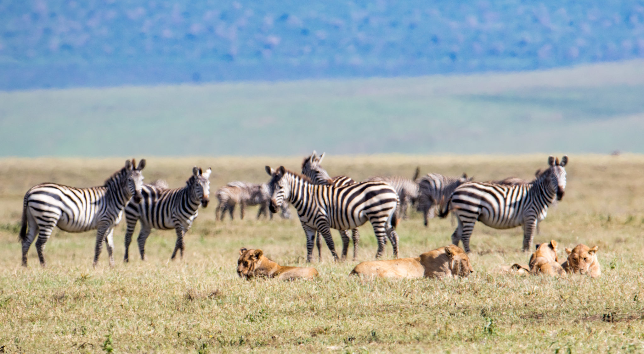 Lions, Zebra, Wildlife safaris, big five safaris, Tanzania Safari