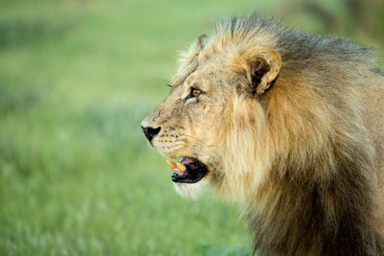 Botswana Desert and Pans Travel Guide, Lion Botswana Luxury Safari