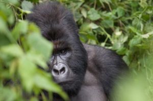 Democratic Republic of Congo holidays mountain gorilla trekking