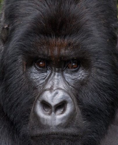 Democratic Republic of Congo holidays Gorilla trekking Virunga National Park