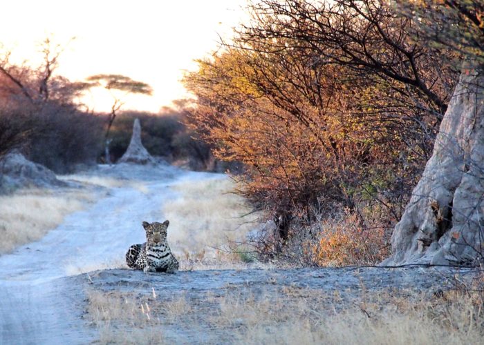 Okavango Delta Travel Guide, Leopard on road, Etosha National Park