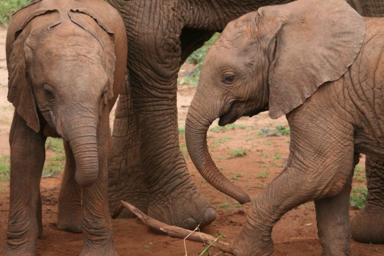 Elephant Babies, Big 5 Safari East Africa