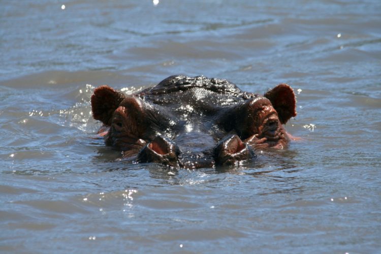 Hippo, EastAfrica