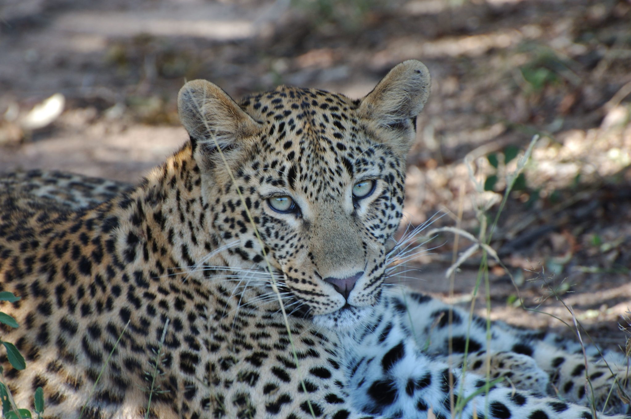 How to book a holiday to Africa-big five safari south africa