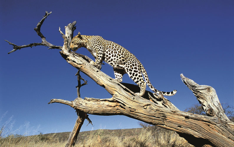 okonjima leopard gallery