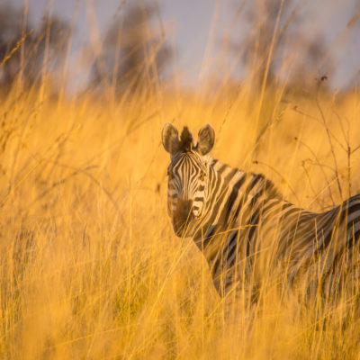 Southern Africa Safari, botswana Okavango Delta safari, South African safaris, safaris in South Africa, african safari packages from australia, african safaris, Wildlife safaris africa, kruger national park, south african safari holiday packages, african wildlife safari tours wildlife safaris africa eco tourism wildlife safaris africa