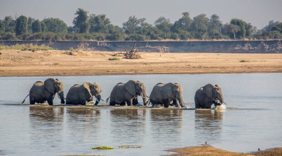 Zambia Travel Guide, safaris in Zambia, Southern Africa safari, African Wildlife tours, wildlife safaris in southern africa, Zambia, Victoria Falls, Family safari holiday packages from Australia