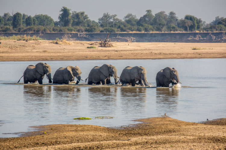 elephant crossing the river, south luangwa national park, zambia safaris, walking safaris in africa