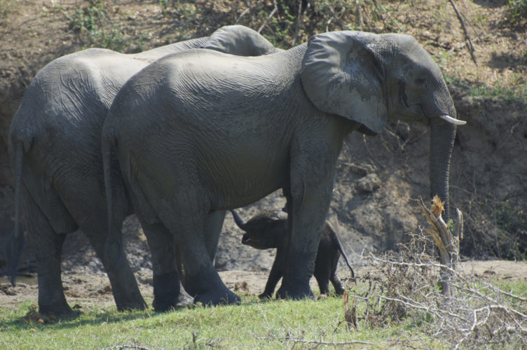 Lower Zambezi safari