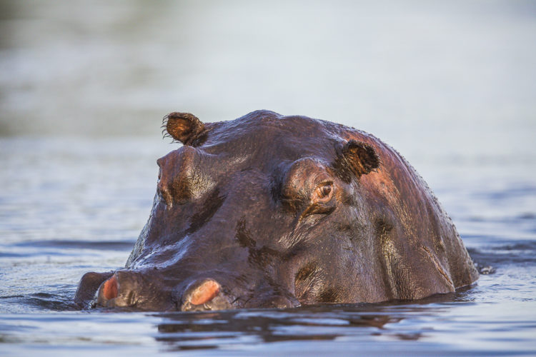 Hippo conservation