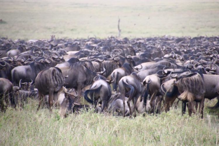 Great Migration Serengeti