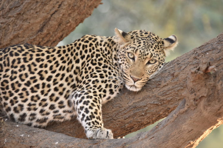 leopard Kafue Luxury safari, Kafue National Park