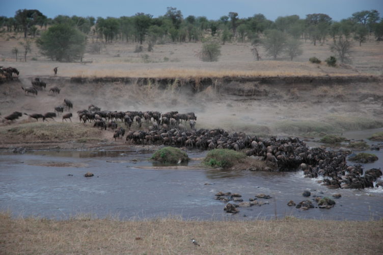 Masai Mara Safari, masai Mara Great migration by Jonathon Wilson
