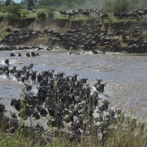 large wildebeest herds, great migration safaris, africa four wheel drive safaris