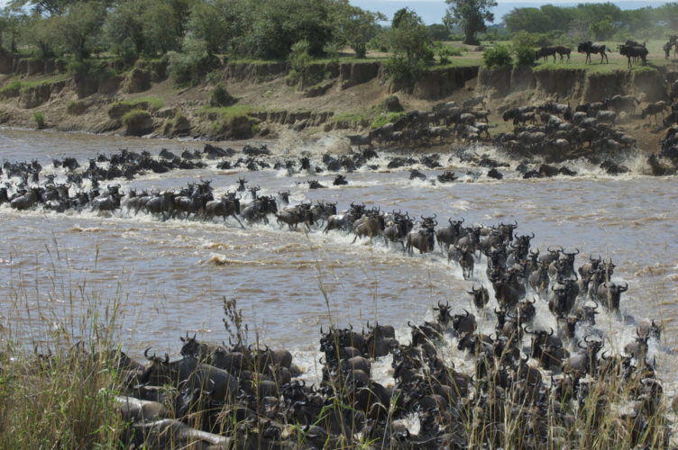 Great migration river crossing, Great migration safaris, the great wildebeest migration safari, kenya holiday itineraries
