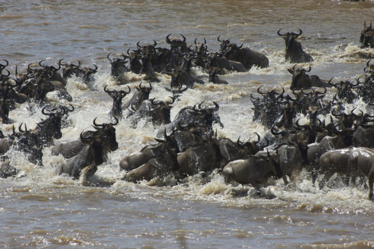 wild river crossing, Great migration safaris, wildebeest migration safari