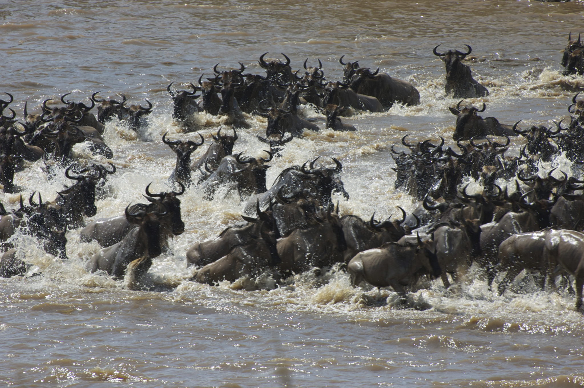 Exclusive Watch The Great Wildebeest Migration Livetanzania Kenya United - eqvvxl8
