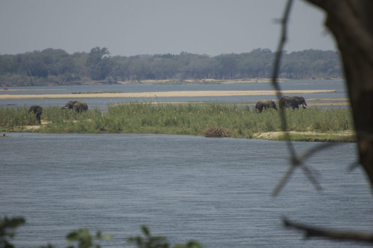 Lower Zambezi safari elephants