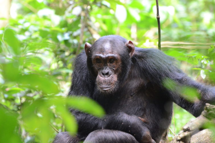 Chimpanzee trekking in Tanzania