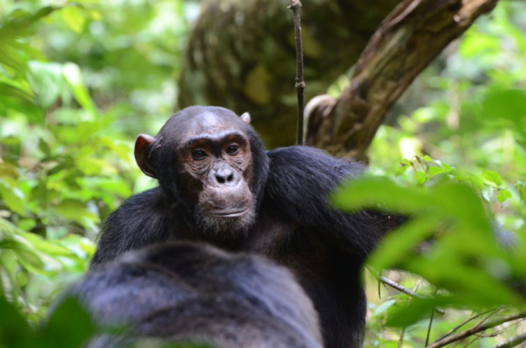 Chimpanzee trekking,Gorilla Trekking and Primate Safaris