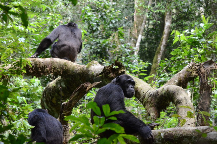 Chimpanzee trekking, tanzania safaris, Gorilla Trekking and Primate Safaris