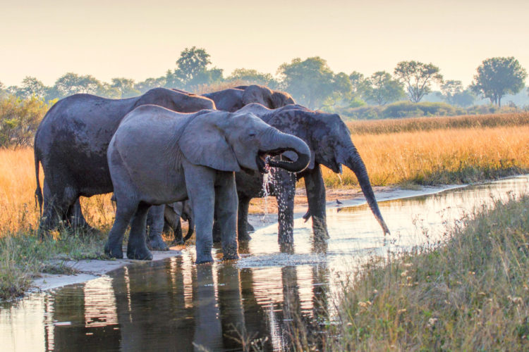 Reteti Elephant Sanctuary, elephants drinking at sunset, walking safaris in africa, botswana safaris