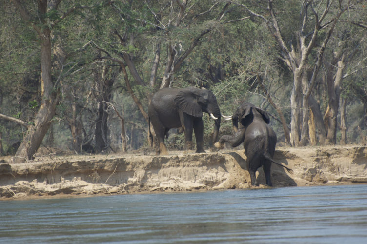 elephants in Lower Zambezi