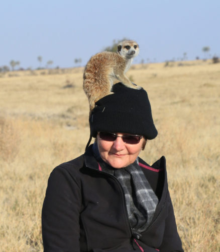 meerkat on head, habituated meerkats, makgadikgadi pans, botswana safaris, Celebration Retirement safaris