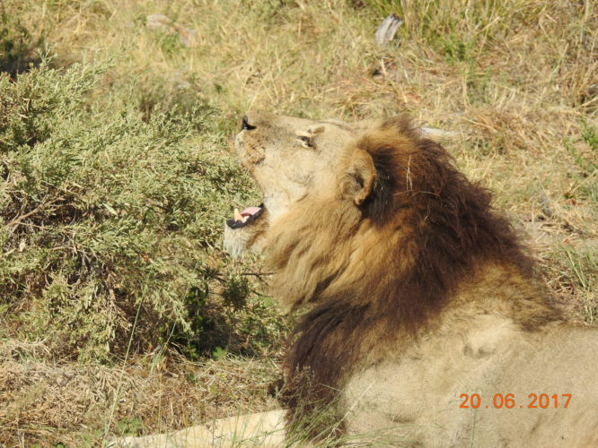 Lion Big 5 Safari, Africa