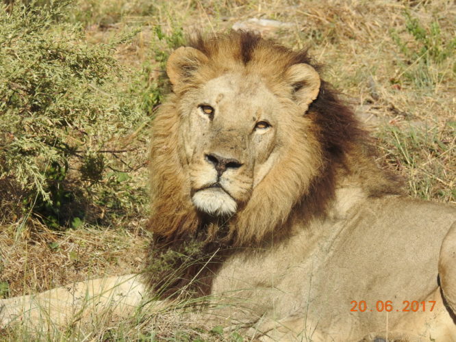 Lion Big 5 Safari, Africa