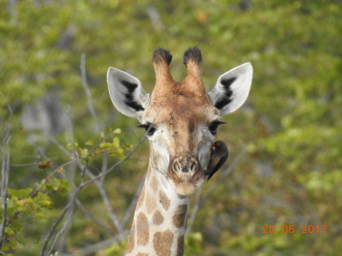 Giraffe, Safari Africa