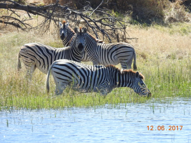 Zebra, African Safari