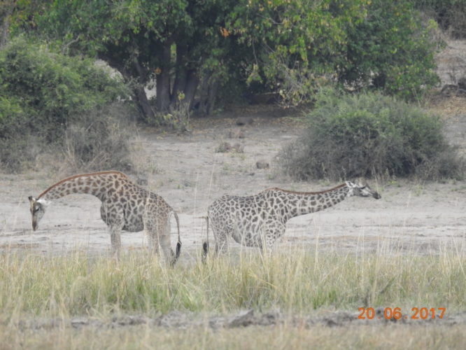 Giraffe, African Safari