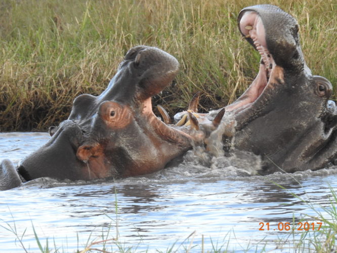 Hippo, African Safari