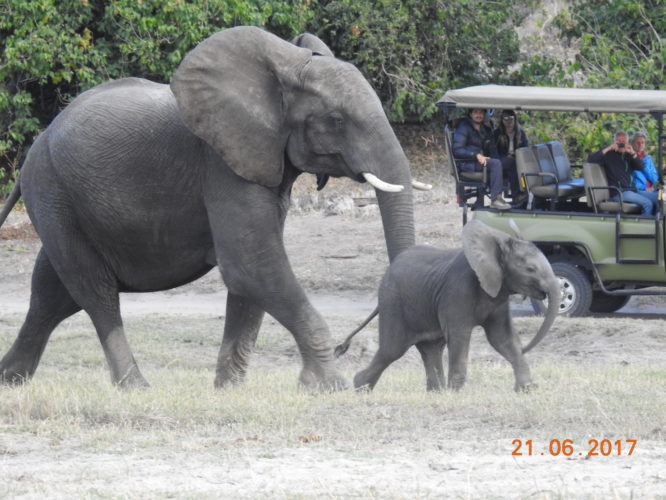 Baby elephant, Big 5 Safari Africa