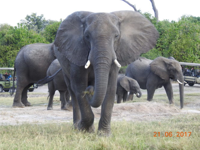 Elephant, Big 5 Safari Africa