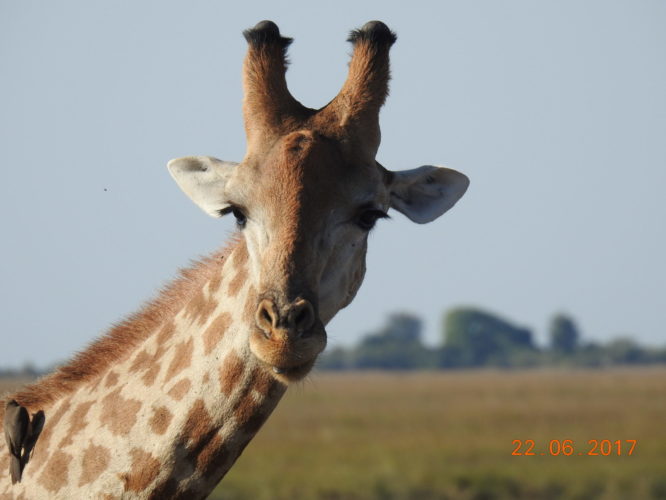 Giraffe, Safari Africa Holiday