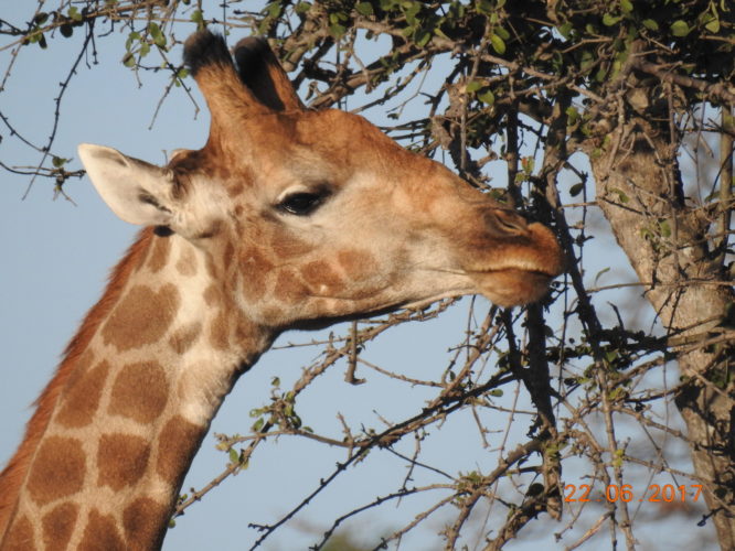Giraffe, Africa Safari
