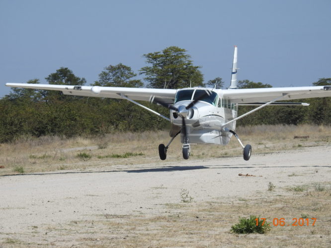 Fly in Safari, Africa