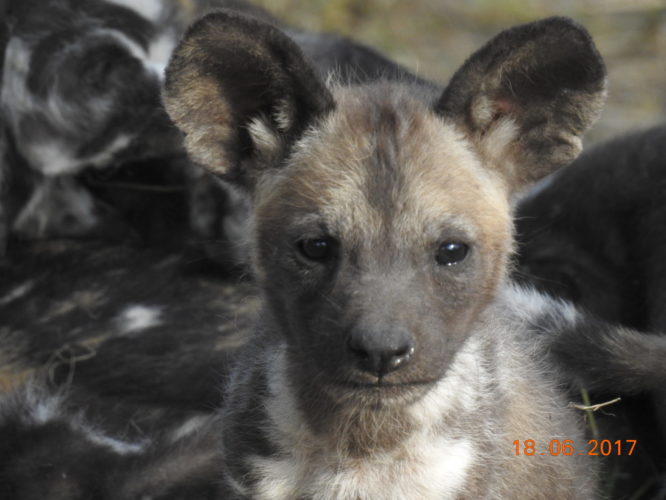 Wild Dog puppies, Africa Safari