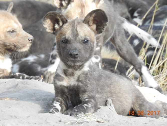 Wild Dog Puppies, Africa