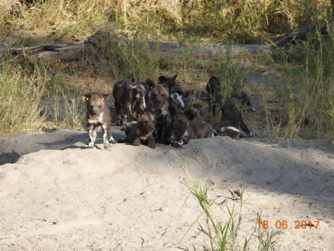 Wild Dogs, Africa